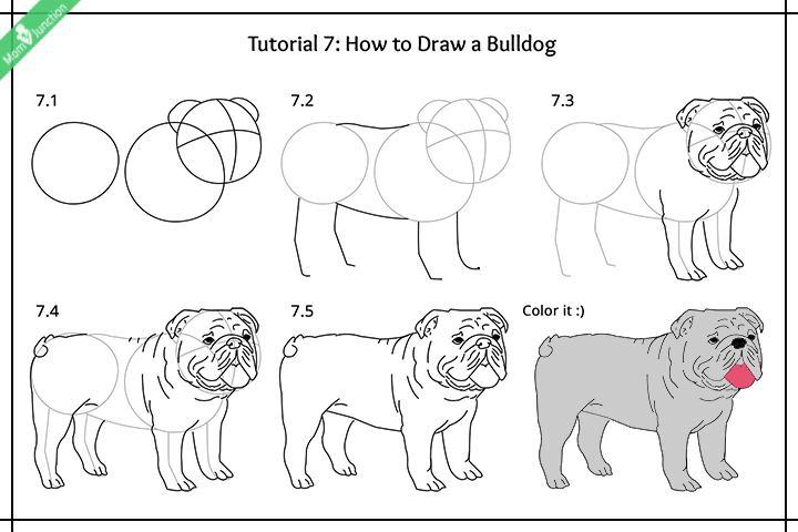 how to draw a bulldog