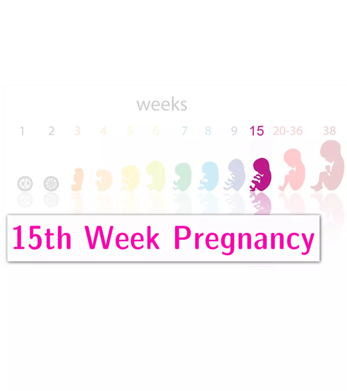 15th-Week-Pregnancy2.jpg.webp