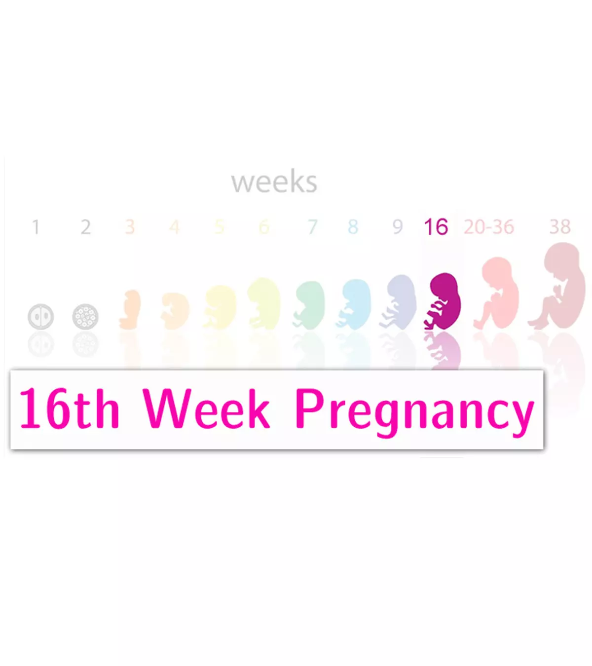 16th-Week-Pregnancy-1.jpg.webp