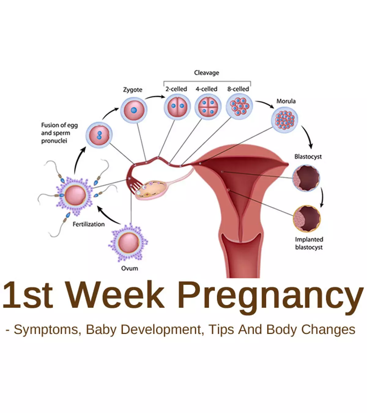 One Week Pregnant: Symptoms, Baby Development &amp; Tips To Follow