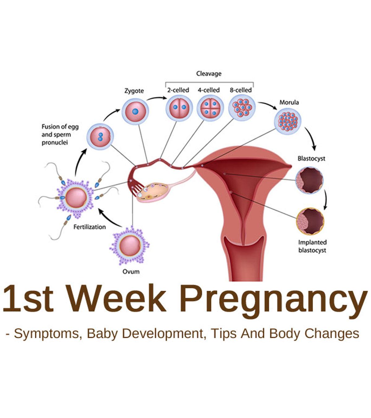 Mum And Babies 2 Days Pregnant Symptoms