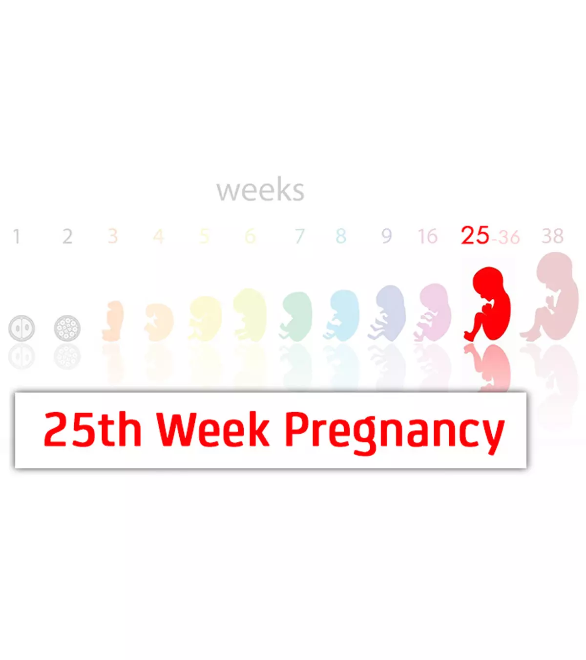 25th-Week-Pregnancy-Symptoms-Baby-Development-And-Body-Changes.jpg.webp