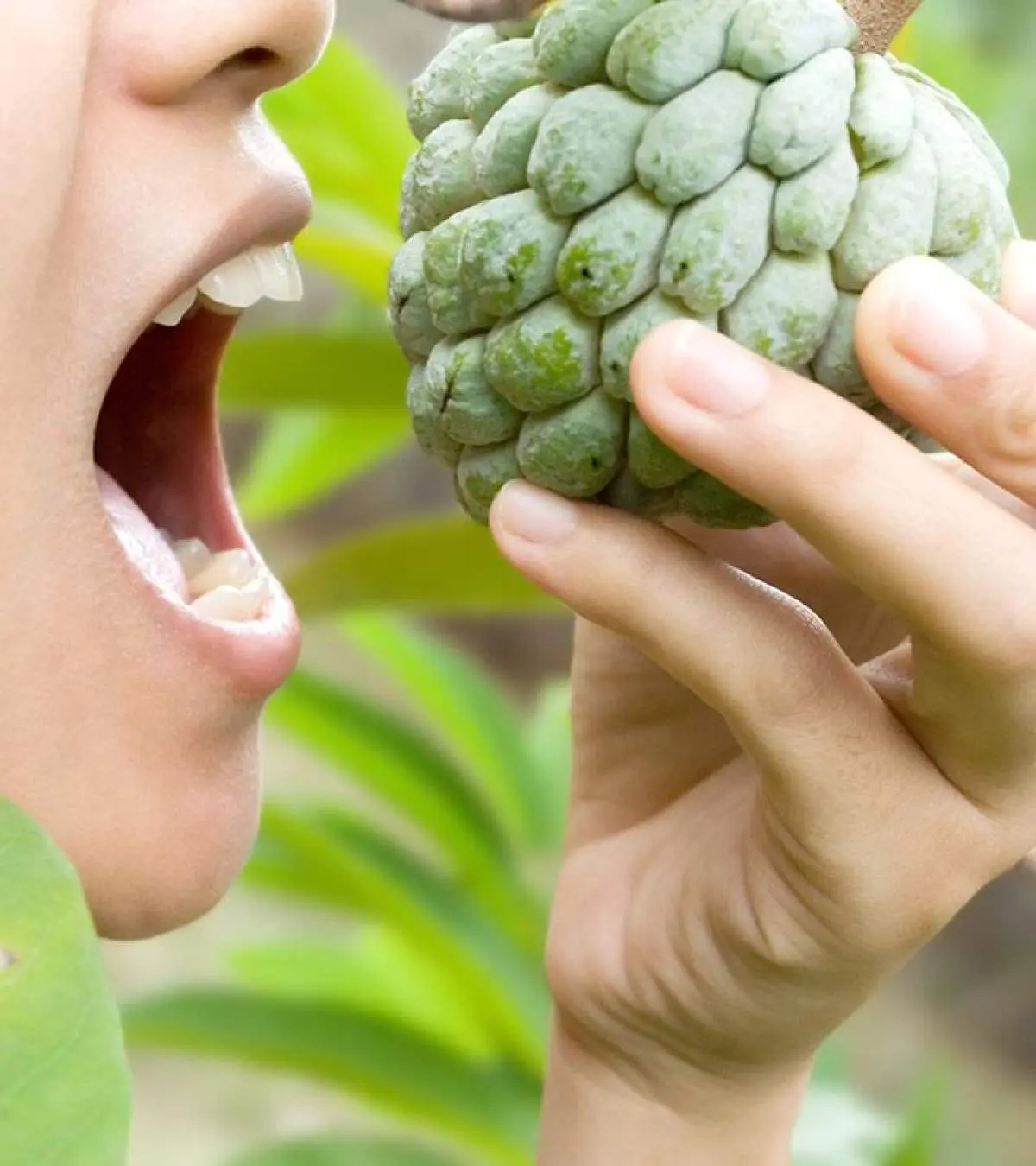 Custard Apple Sharifa During Pregnancy Health Benefits And Recipes