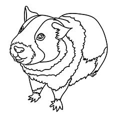 Top 25 Free Printable Guinea Pig Coloring Pages Online