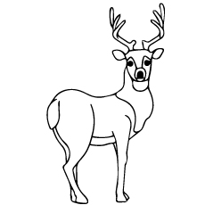 top 20 deer coloring pages for your little ones