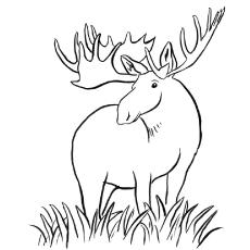 top 20 deer coloring pages for your little ones