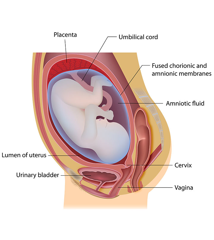 Leaking Amniotic Fluid: Signs in 1st to 3rd Trimester
