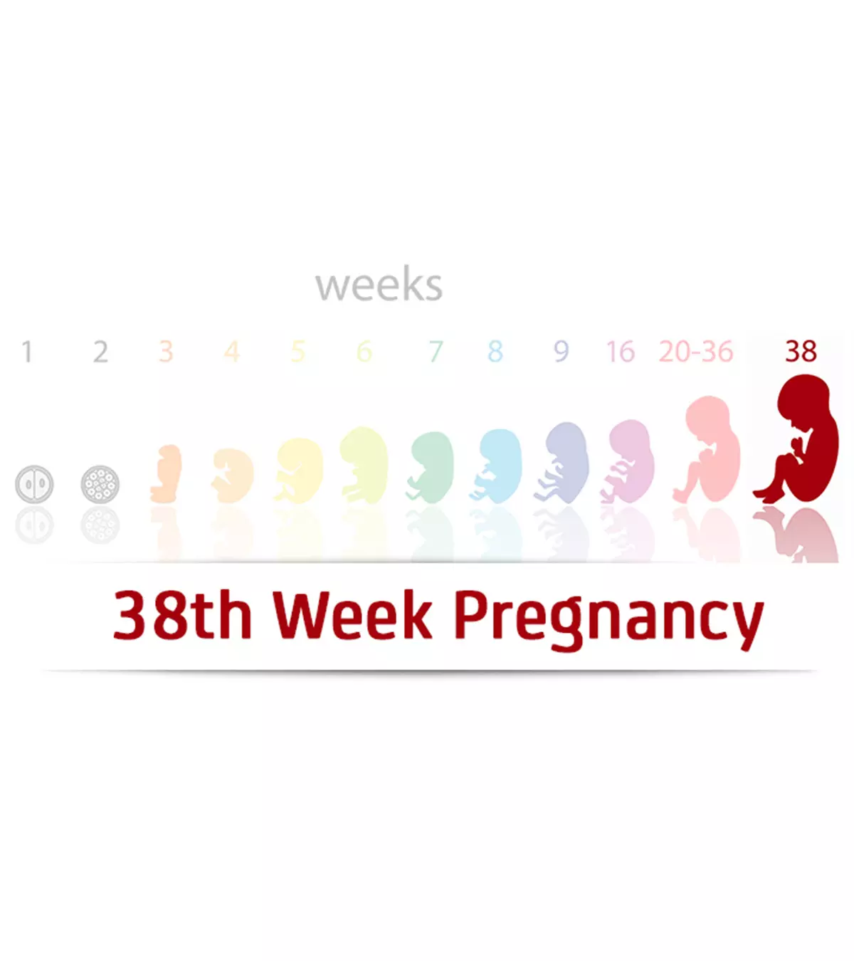 38th-Week-Pregnancy-1.jpg.webp