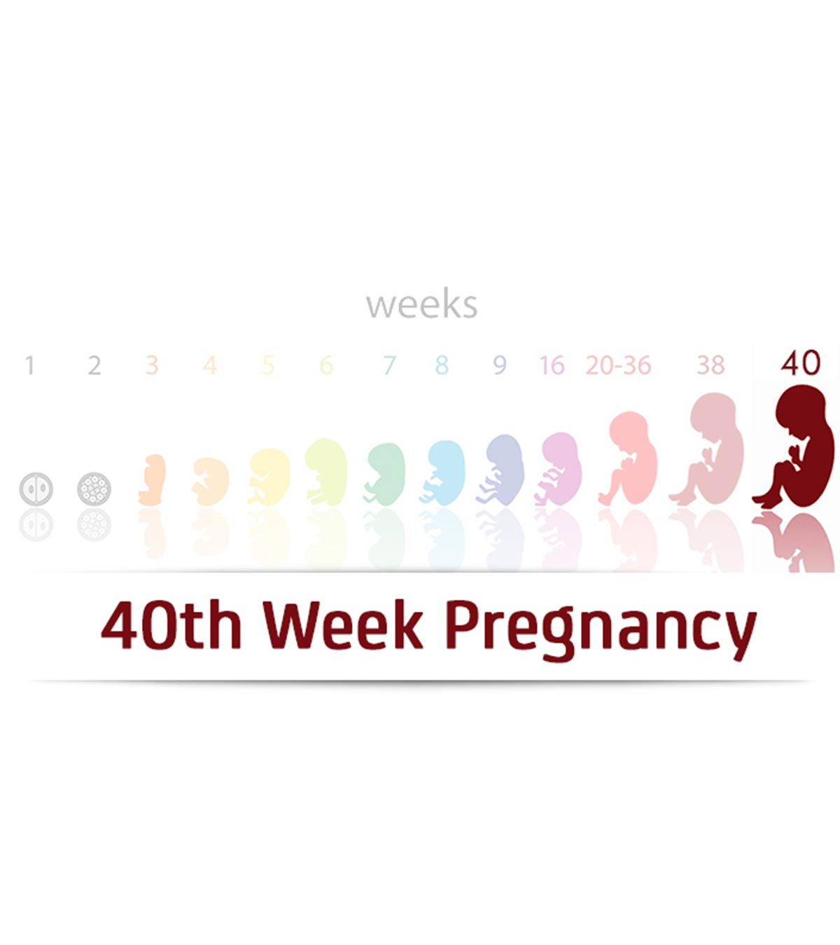 Baby growth on the 40th week of pregnancy