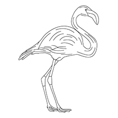 Top 10 Flamingo Coloring Pages For Toddlers