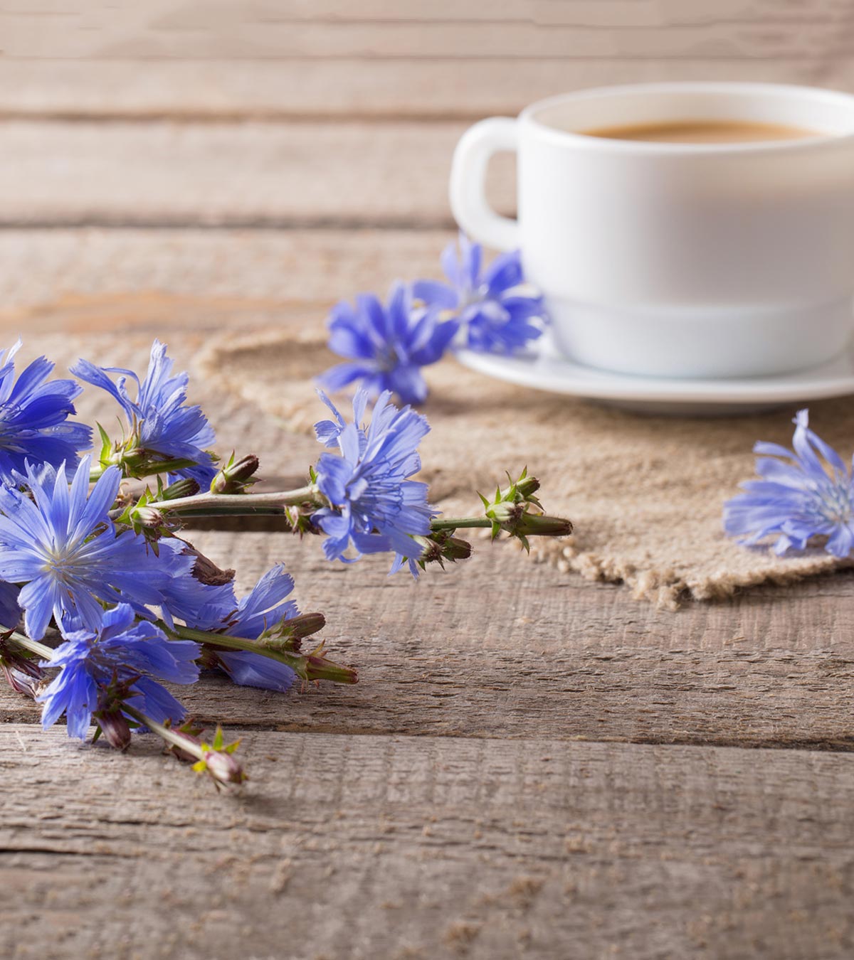 Chicory with a cup of tea
