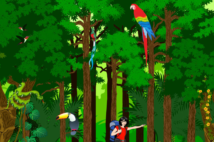 19 Must Know Rainforest Facts For Kids