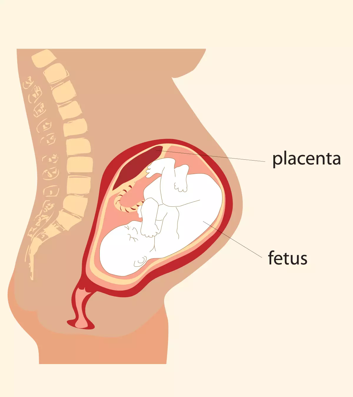 Placental Abruption: Symptoms, Causes, Diagnosis &amp; Treatment