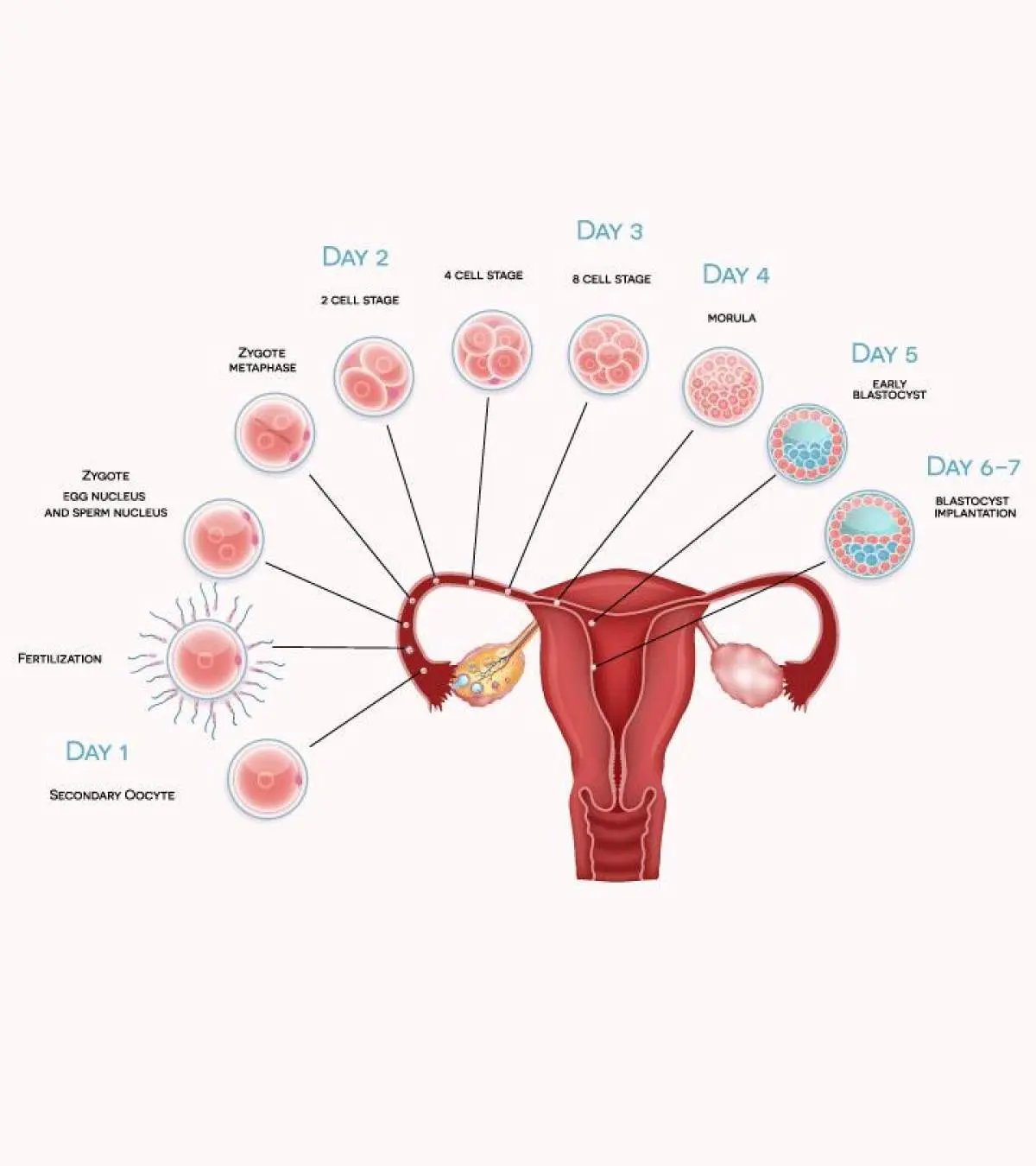 Implantation Bleeding In Pregnancy: Stages And Signs