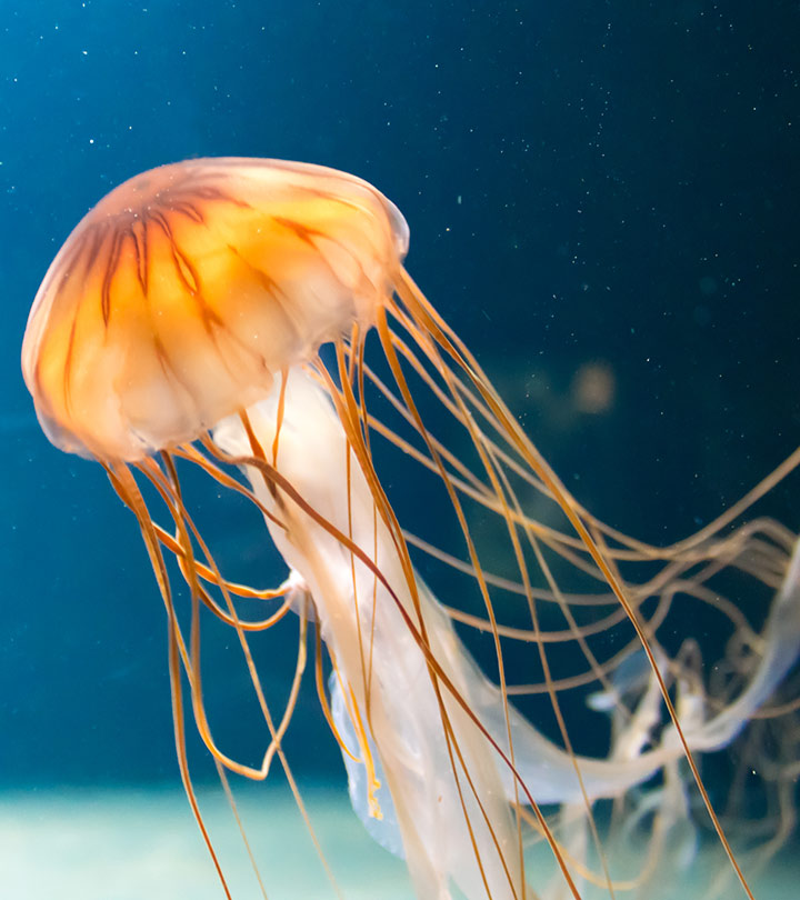 immortal jellyfish facts