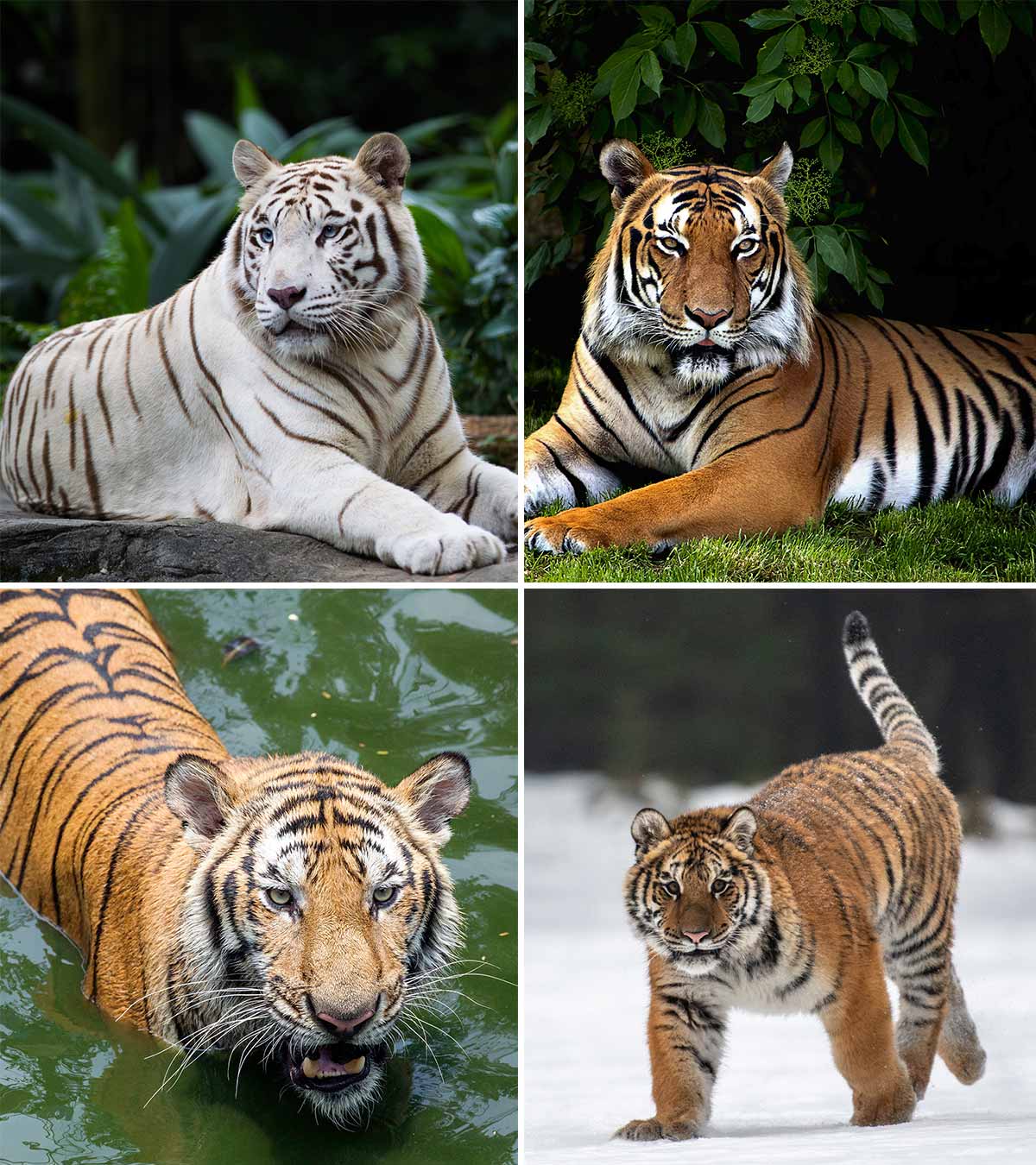 Different types of tiger