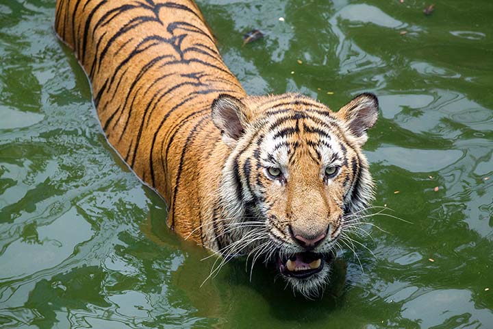 10 Amazing facts about the Bengal Tiger
