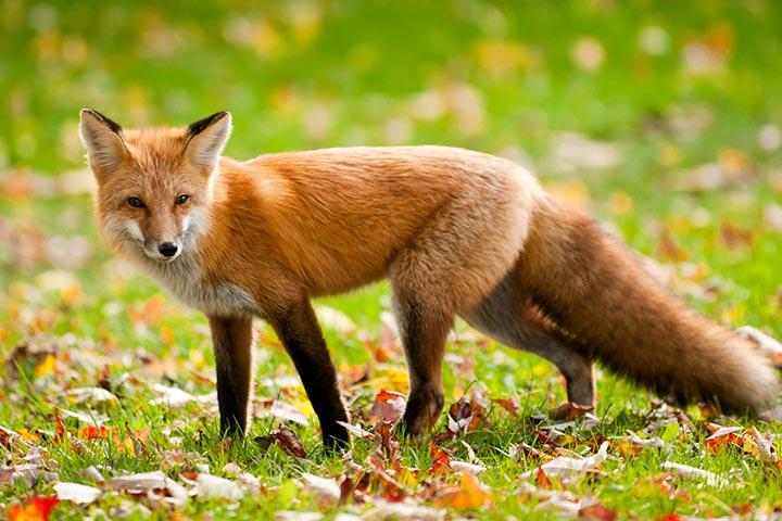 north-american-red-fox-animals-interesting-facts-latest-pictures