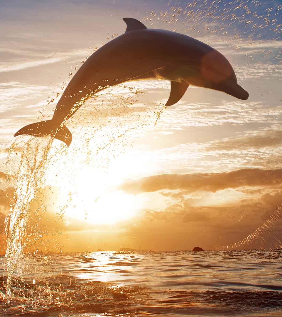 51-Interesting-Facts-About-Dolphins