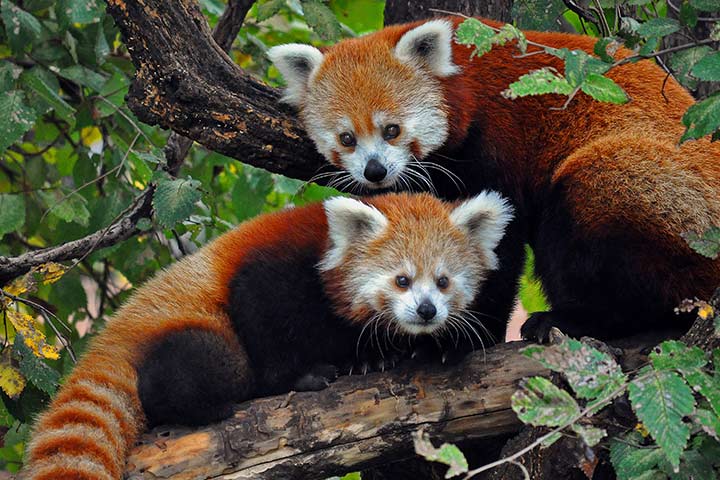 Eight Amazing Red Panda Facts, Science