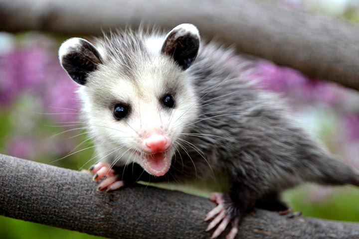 cute possums