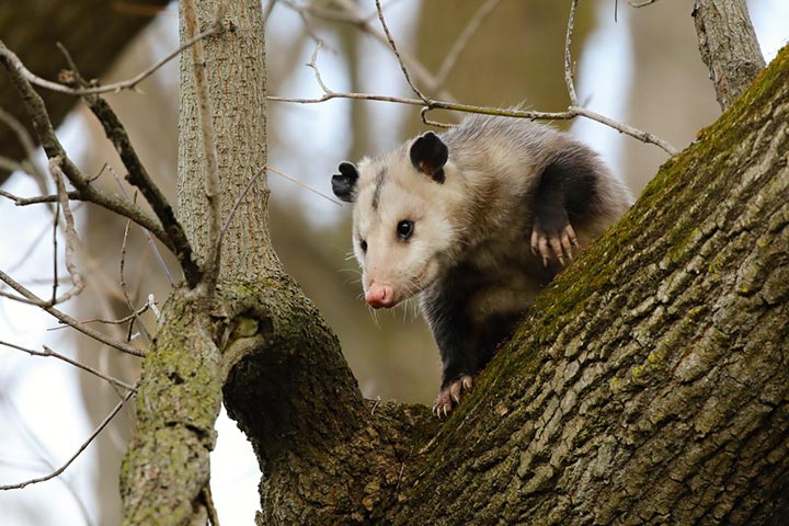 Fun Opossum Facts and Video