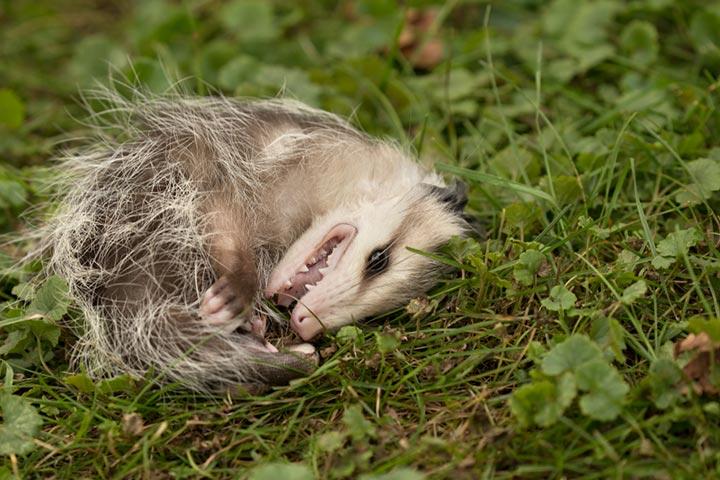 45 Interesting Facts About Opossums