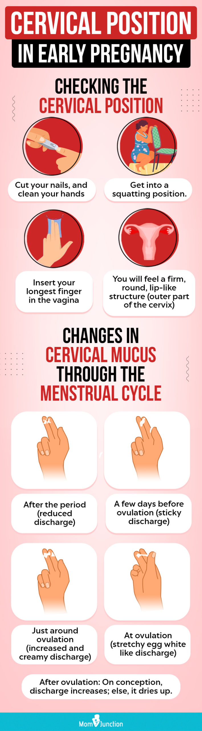 Cervical Mucus and Early Pregancy