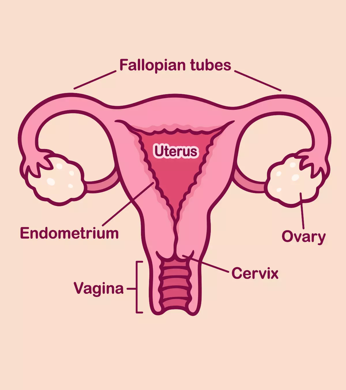 Cervix in Early Pregnancy &amp; How To Check For Its Changes