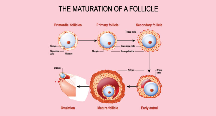 Ovarian And Antral Follicles How Do They Predict Fertility