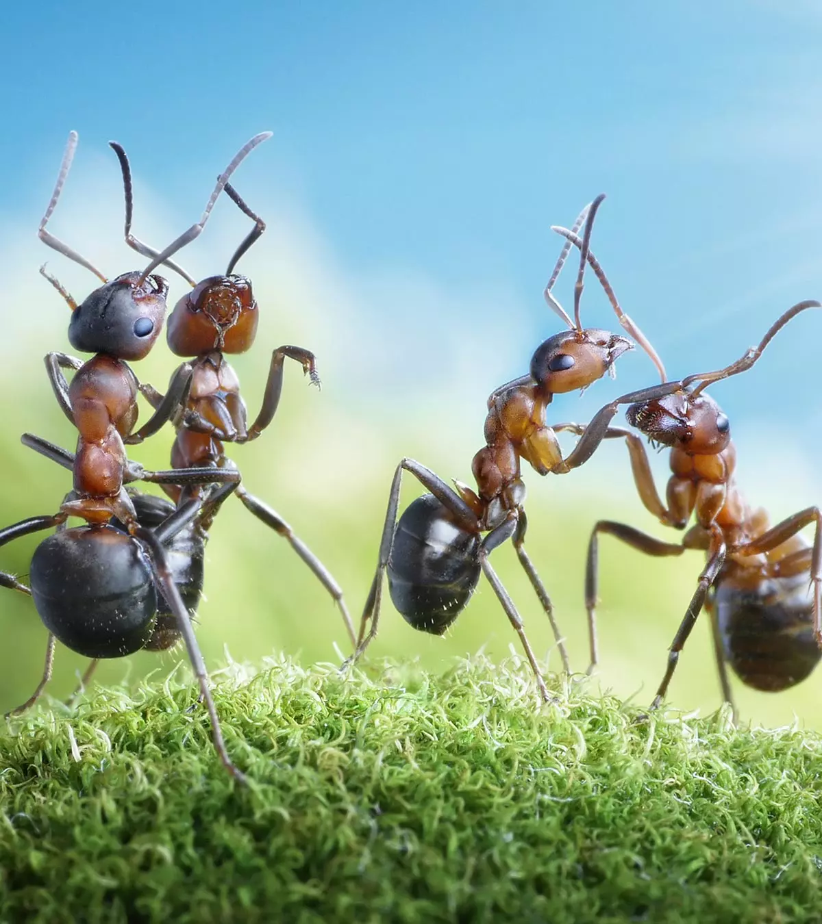 30 Cool And Interesting Facts About Ants For Kids