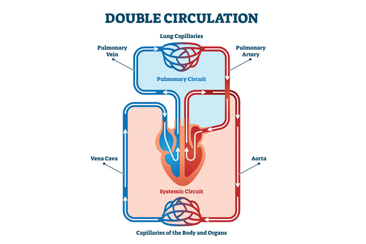 What is the Double Circulatory System? | Definition from Seneca Learning