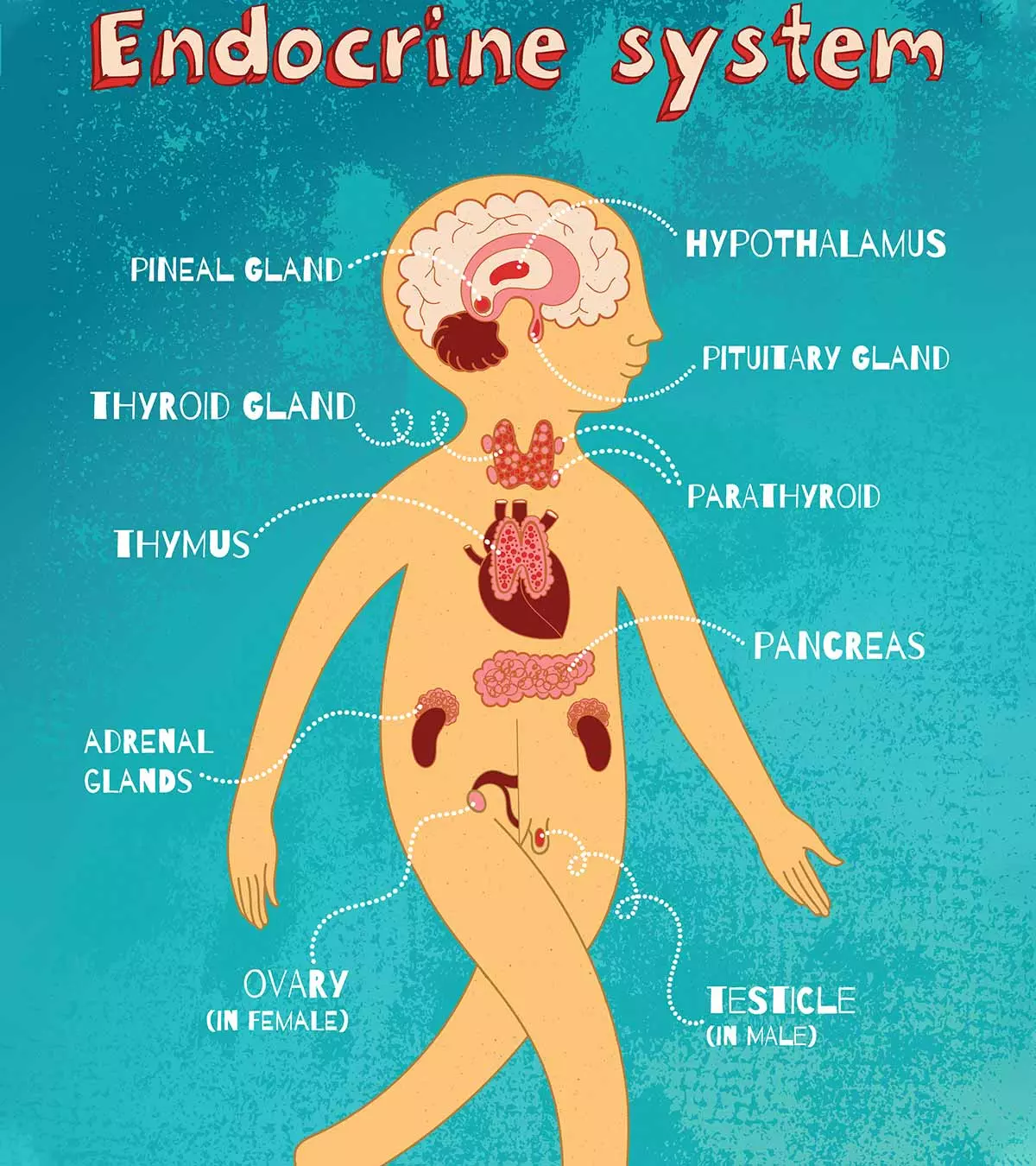 Endocrine System: Its Parts &amp; Functions For Kids To Know