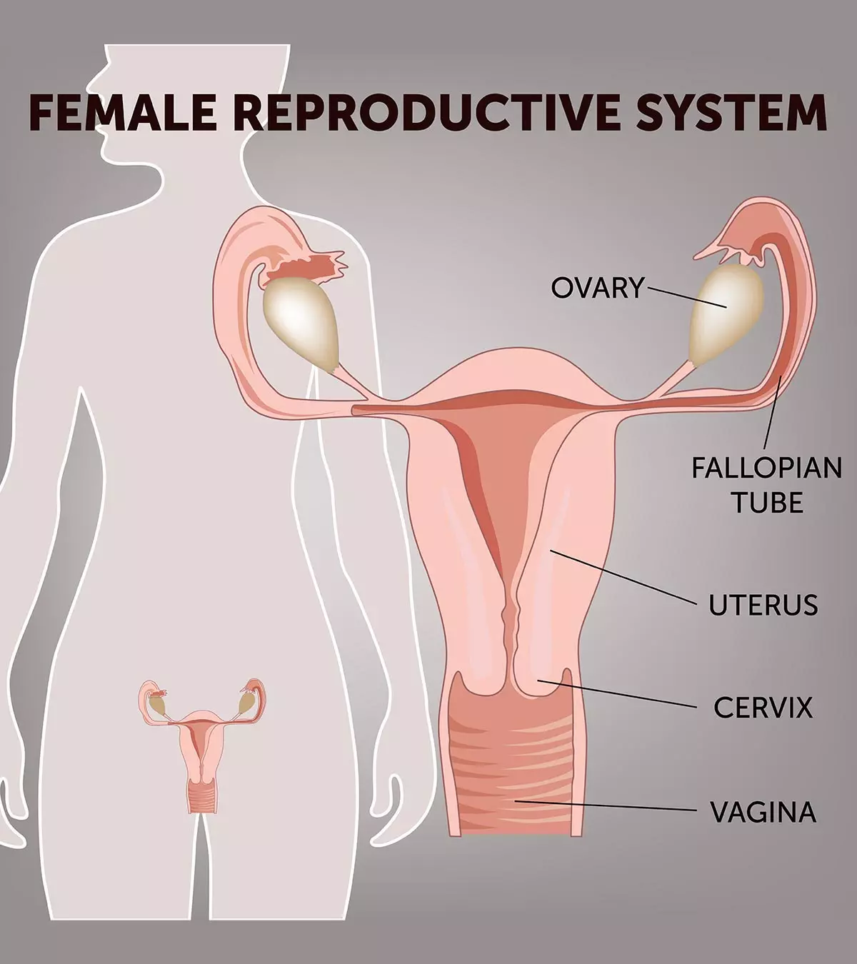 Female Reproductive System: Its Parts, Functions And Facts