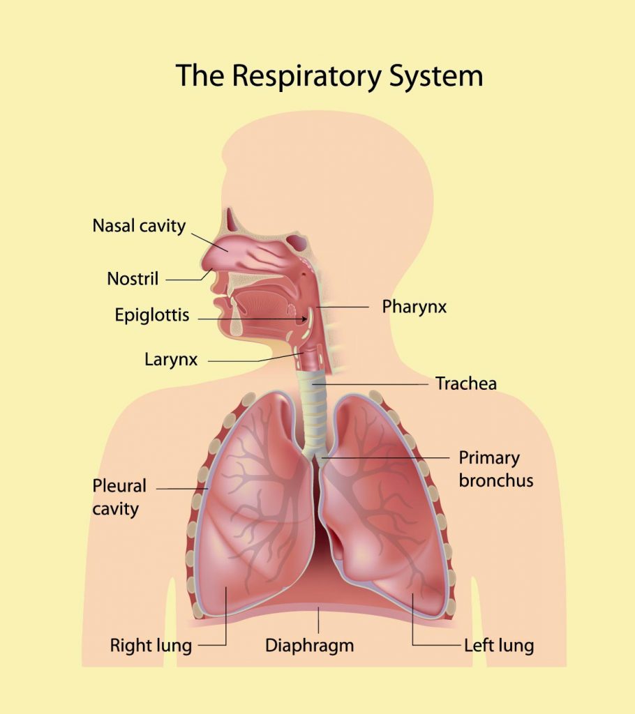 respiratory system flow chart for kids