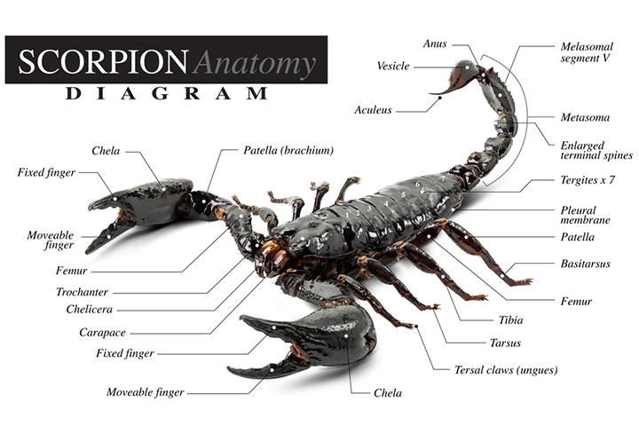 scorpion life cycle for kids
