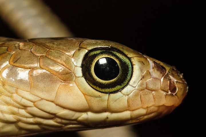 Are Snakes Blind Or Deaf