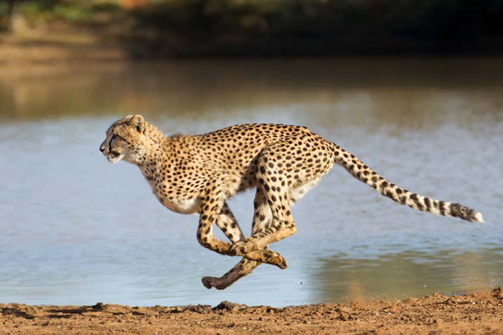 21 Fun And Interesting Facts About Cheetah For Kids ...