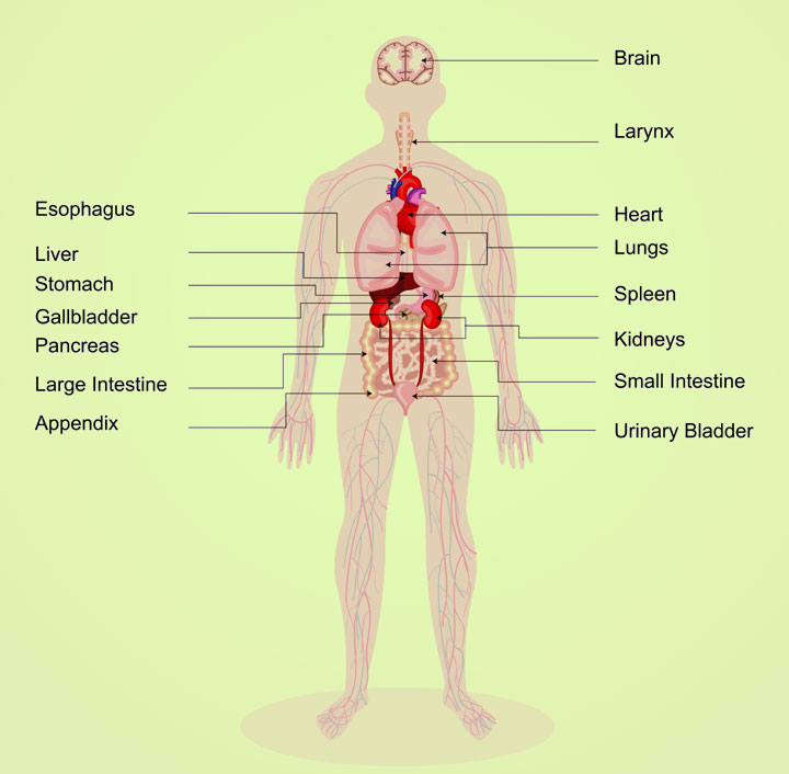 human body for kids diagram