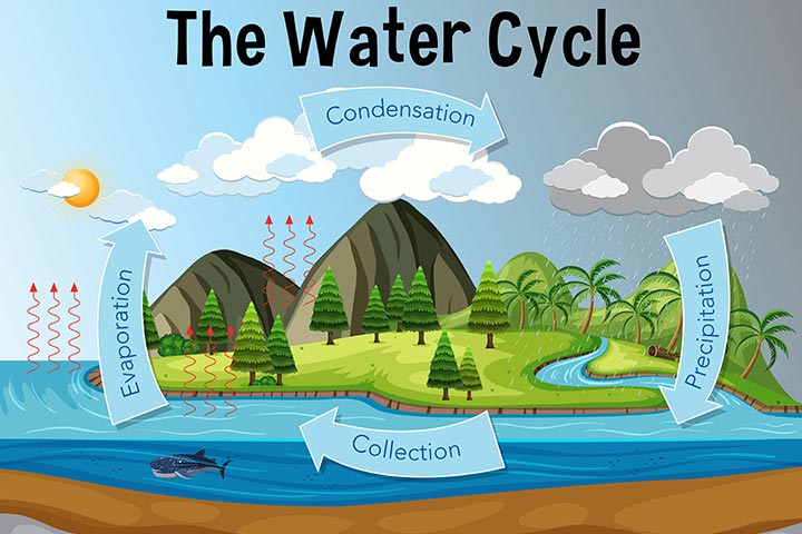 15 Facts, Diagram And Activities Of Water Cycle For Kids