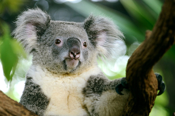 Koalas are declared an endangered species in parts of Australia : NPR