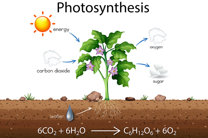 photosynthesis flow chart for kids