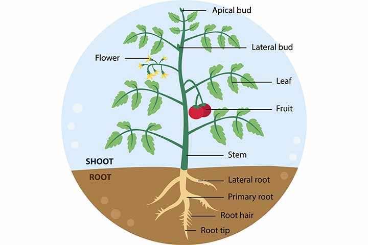 draw a plant and label all its parts?​ - Brainly.in