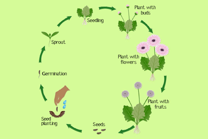 life cycle of a flowering plant diagram for kids