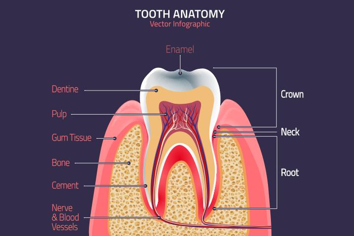 30 Fun And Interesting Facts About Teeth For Kids