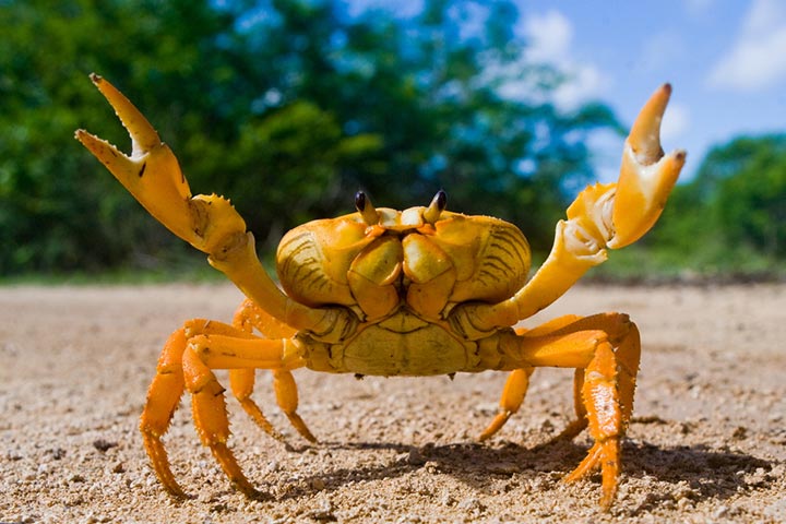Crab Pot Stock Photo - Download Image Now - Crab Pot, Pacific Northwest,  Crabbing - iStock