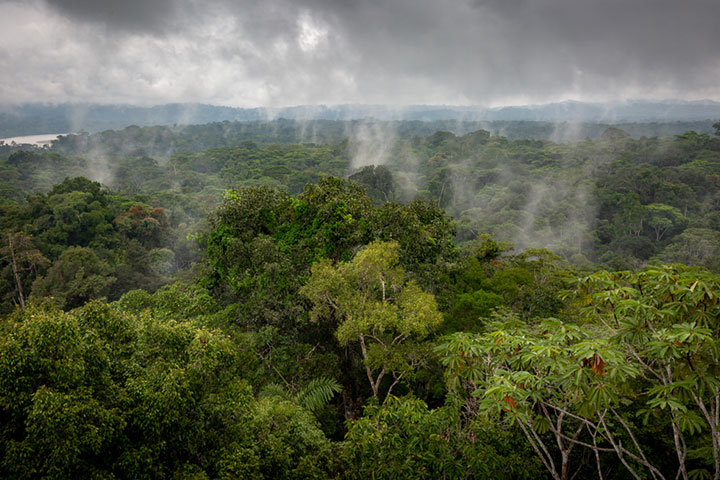 tropical rainforest ecosystem for kids