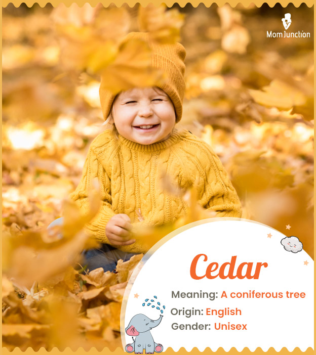 Cedar, means cedar t