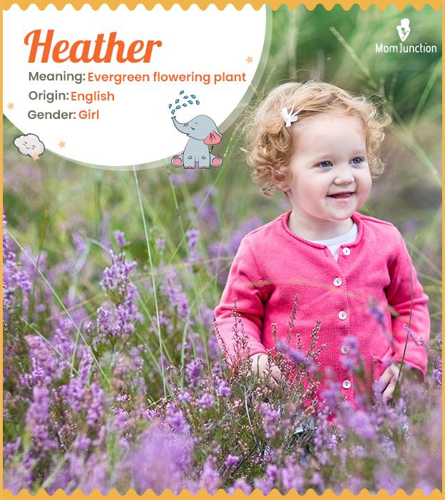 Heather Name Meaning Origin History And Popularity