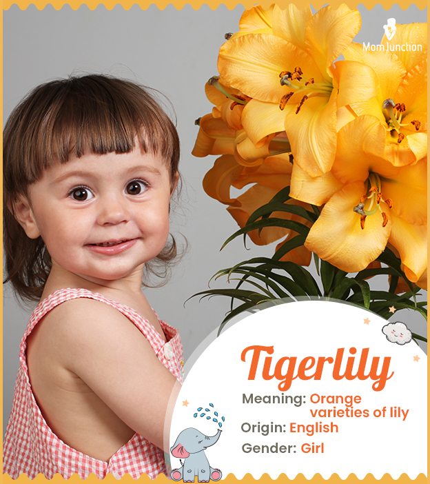 Tigerlily Name Meaning, Origin, History, And Popularity | MomJunction